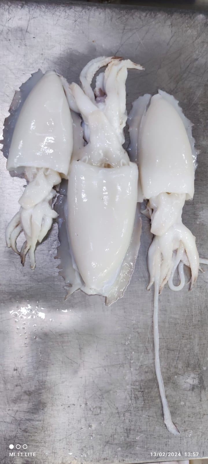 Seiche — Nettoyée, photo 2