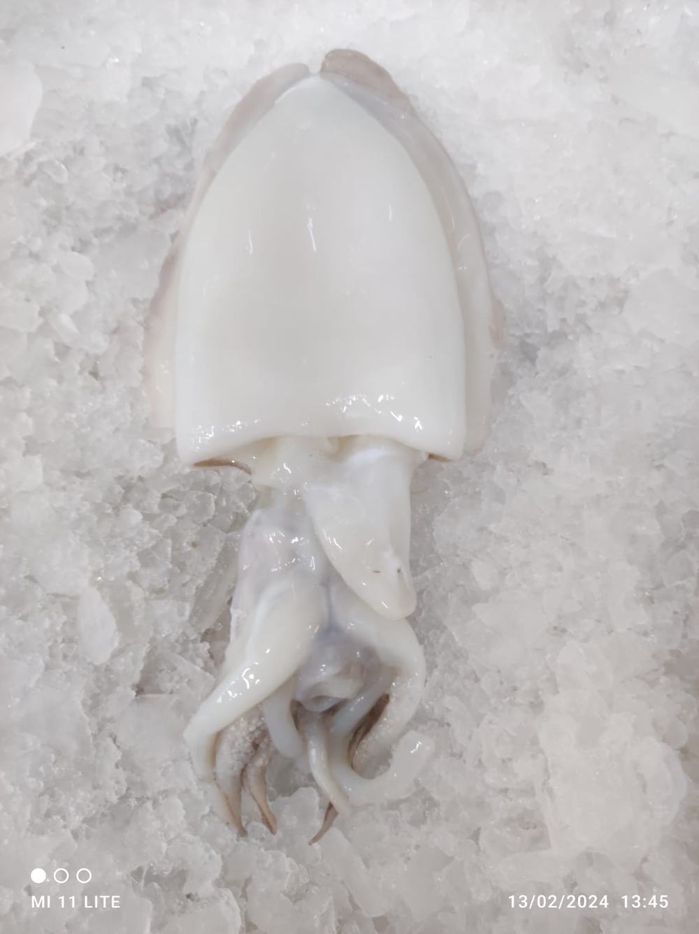Seiche — Nettoyée, photo 8